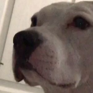 Meet your Posher, Ally